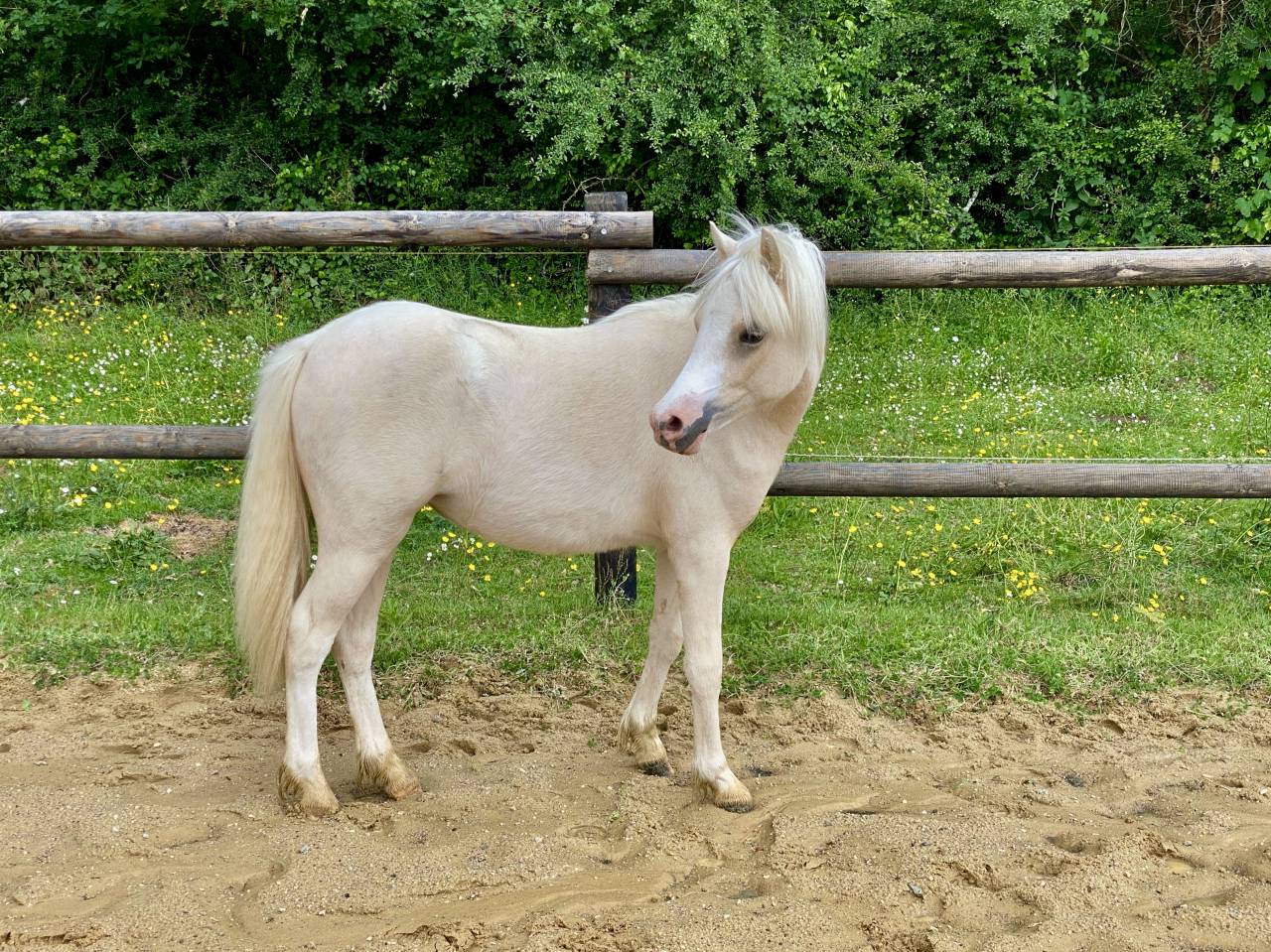 Ponette Welsh Mountain Palomino Plein Papier