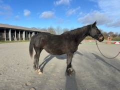 Jument selle français 