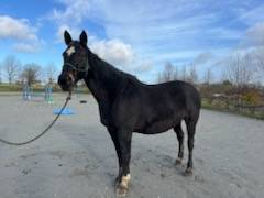 Jument selle français 