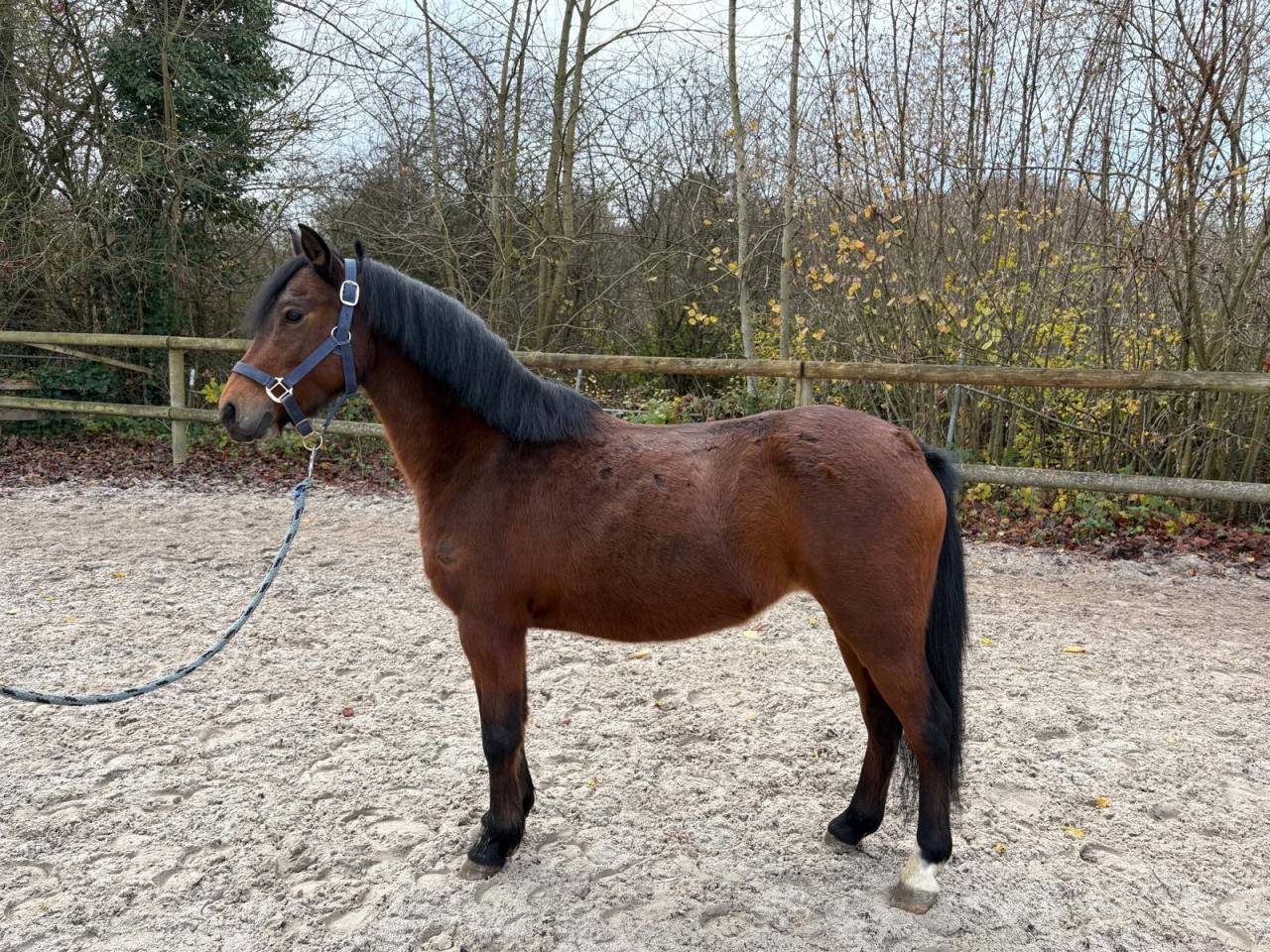 Ponette b 127cm pp prenant 6 ans 