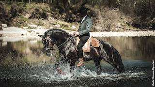 JUMENT POULINIERE PSL 