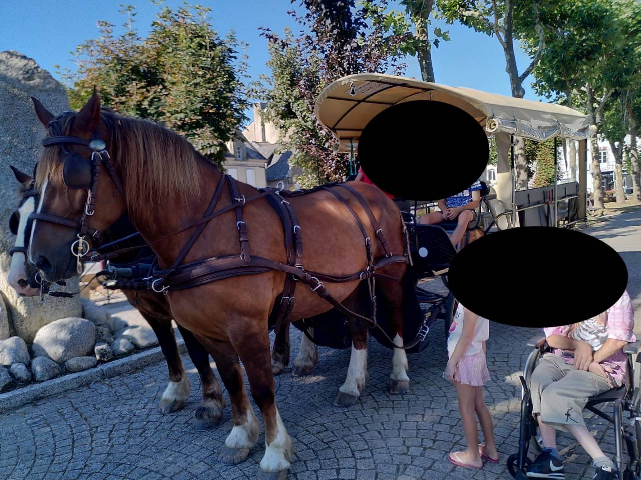 JUMENT DE TRAIT BRETON DOUCETTE