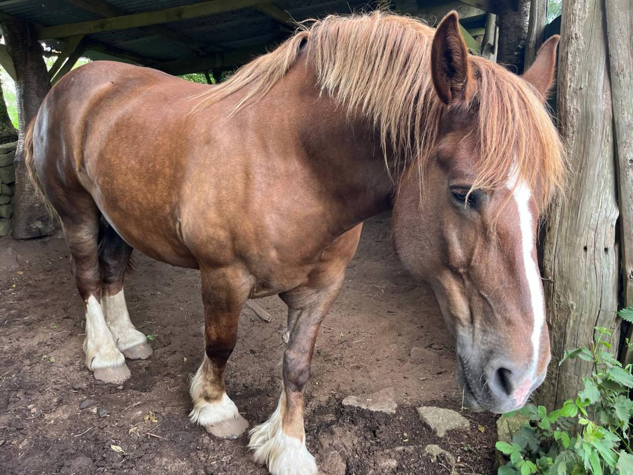 JUMENT DE TRAIT BRETON DOUCETTE
