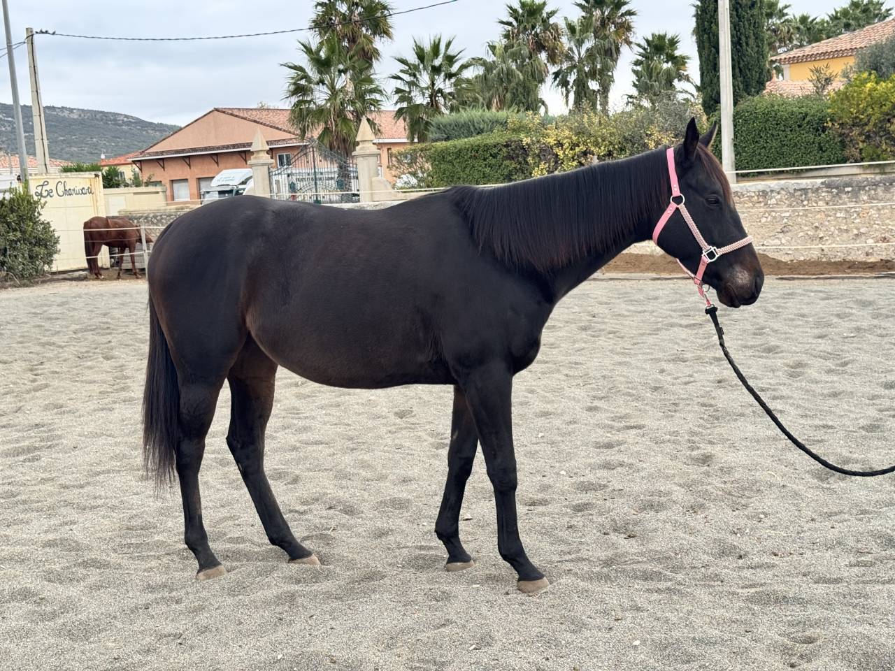 Jument irlandaise plein papier