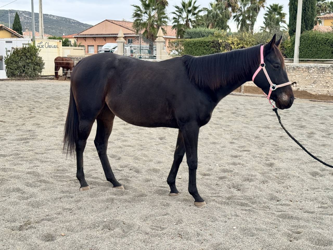 Jument irlandaise plein papier