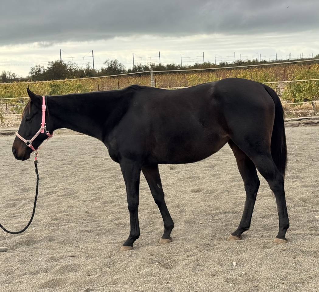 Jument irlandaise plein papier