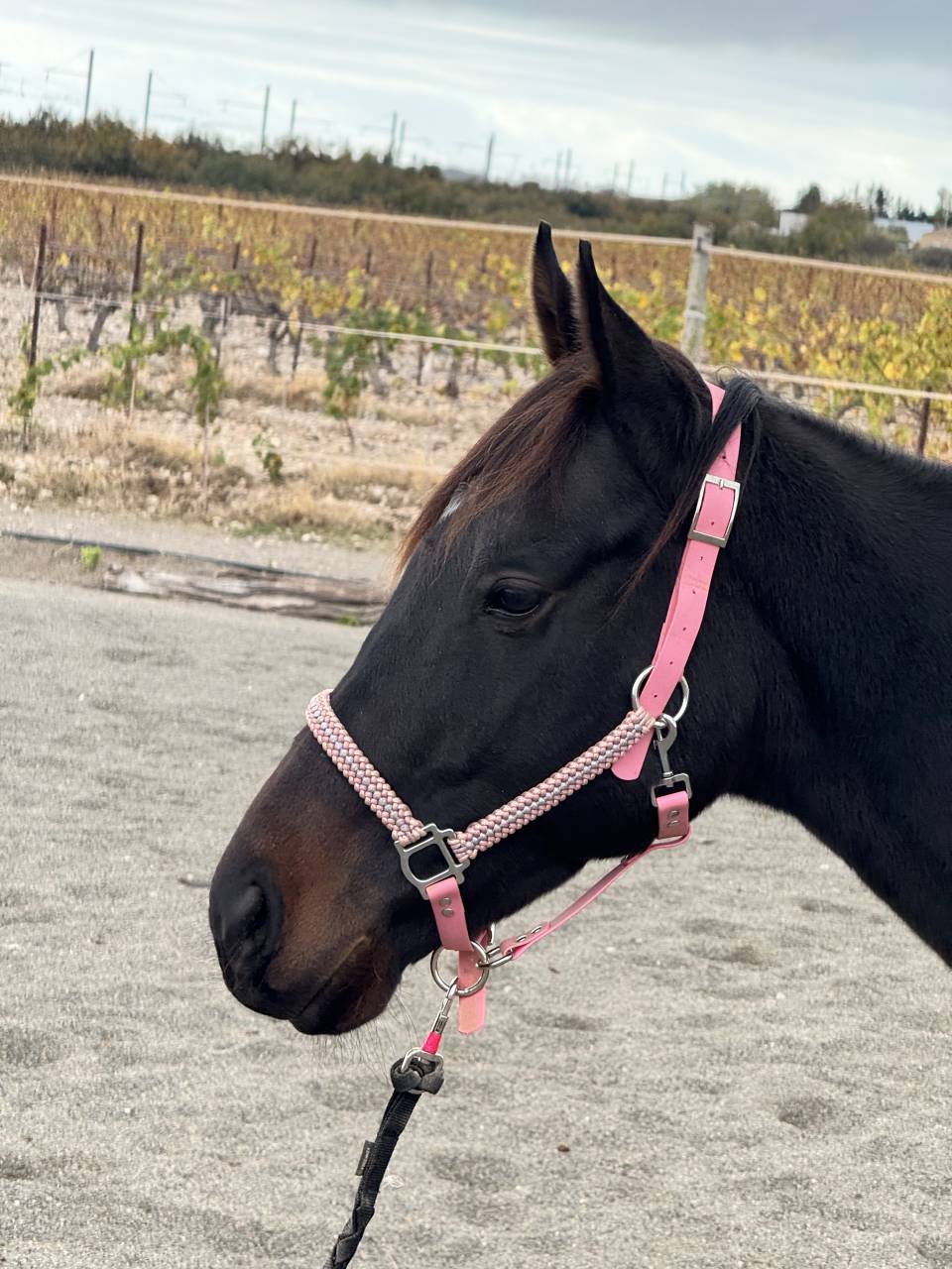 Jument irlandaise plein papier