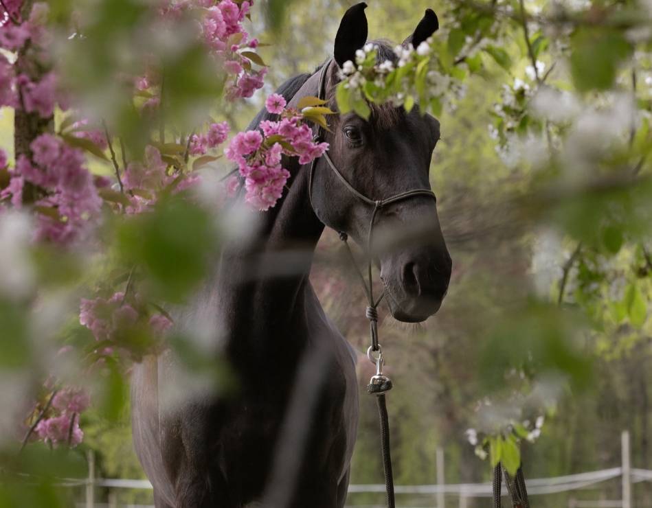 À VENDRE  ✨ Visconti du soleil ✨- hanovrien par Vitalis
