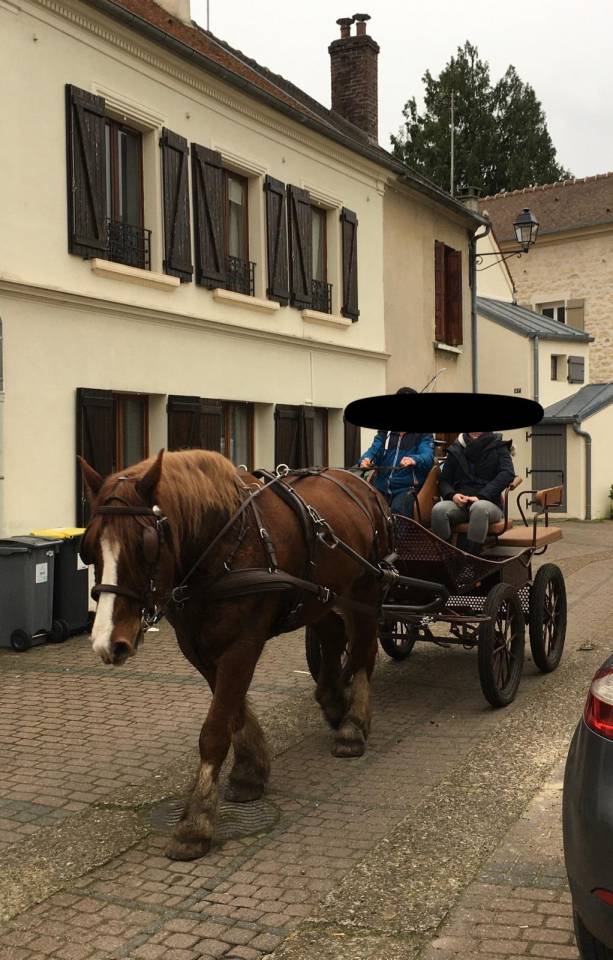 JUMENT DE TRAIT BRETONNE