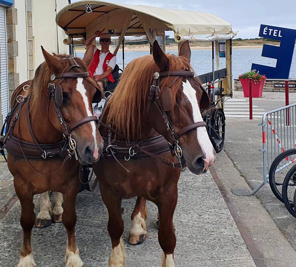 JUMENT DE TRAIT BRETONNE