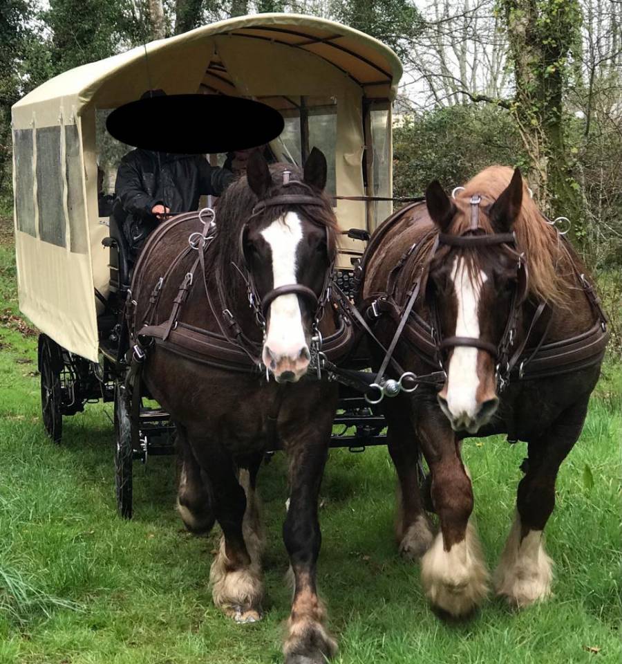 JUMENT DE TRAIT POSTIER BRETON