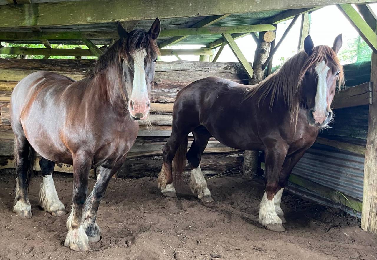 JUMENT DE TRAIT POSTIER BRETON