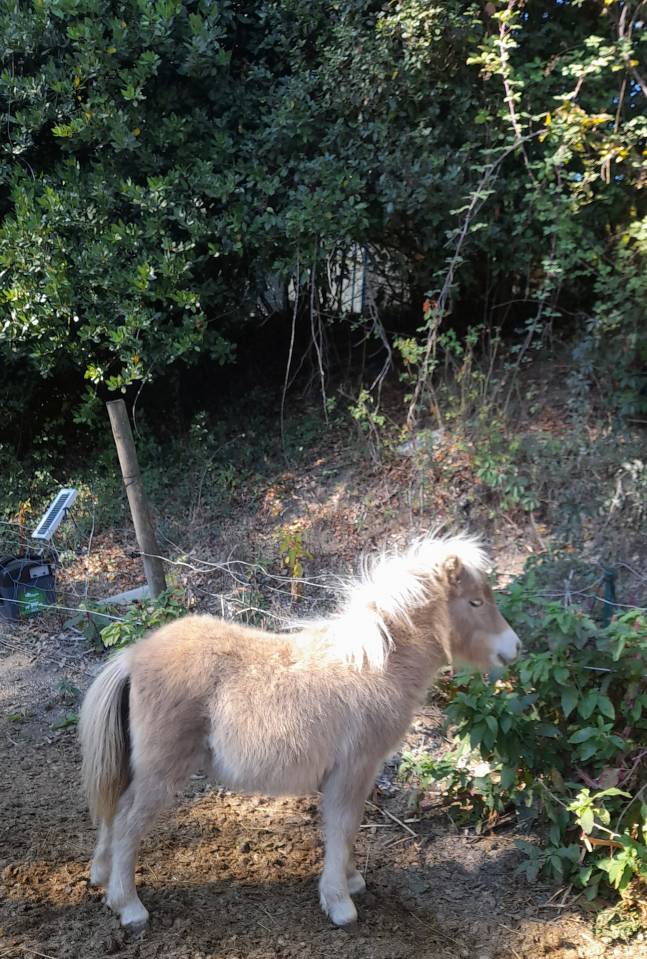 Pouliche shetland pp mushroom 