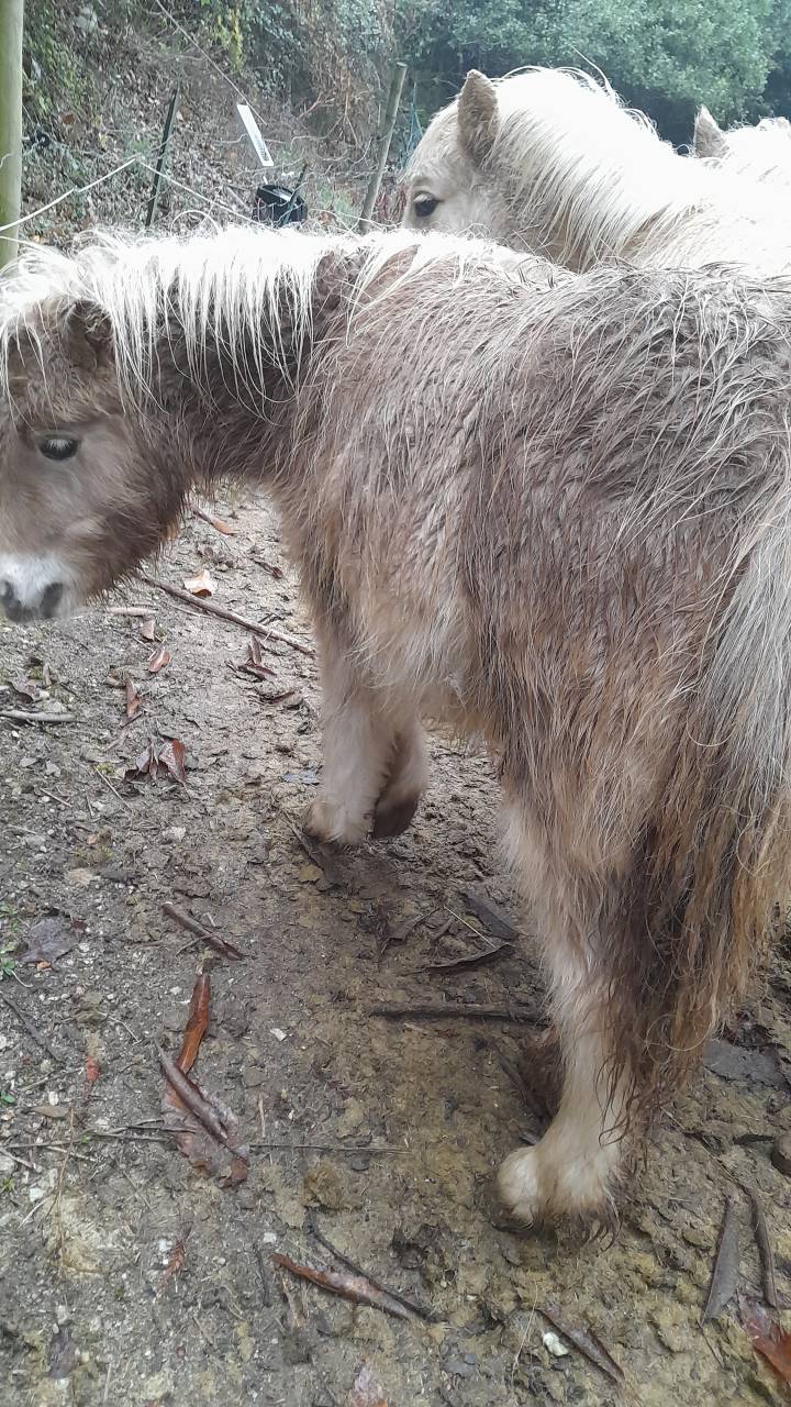 Pouliche shetland pp mushroom 