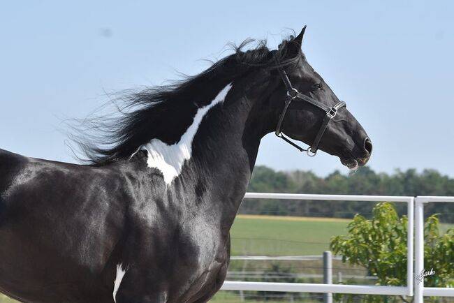 Barock Pinto Deck Stallion