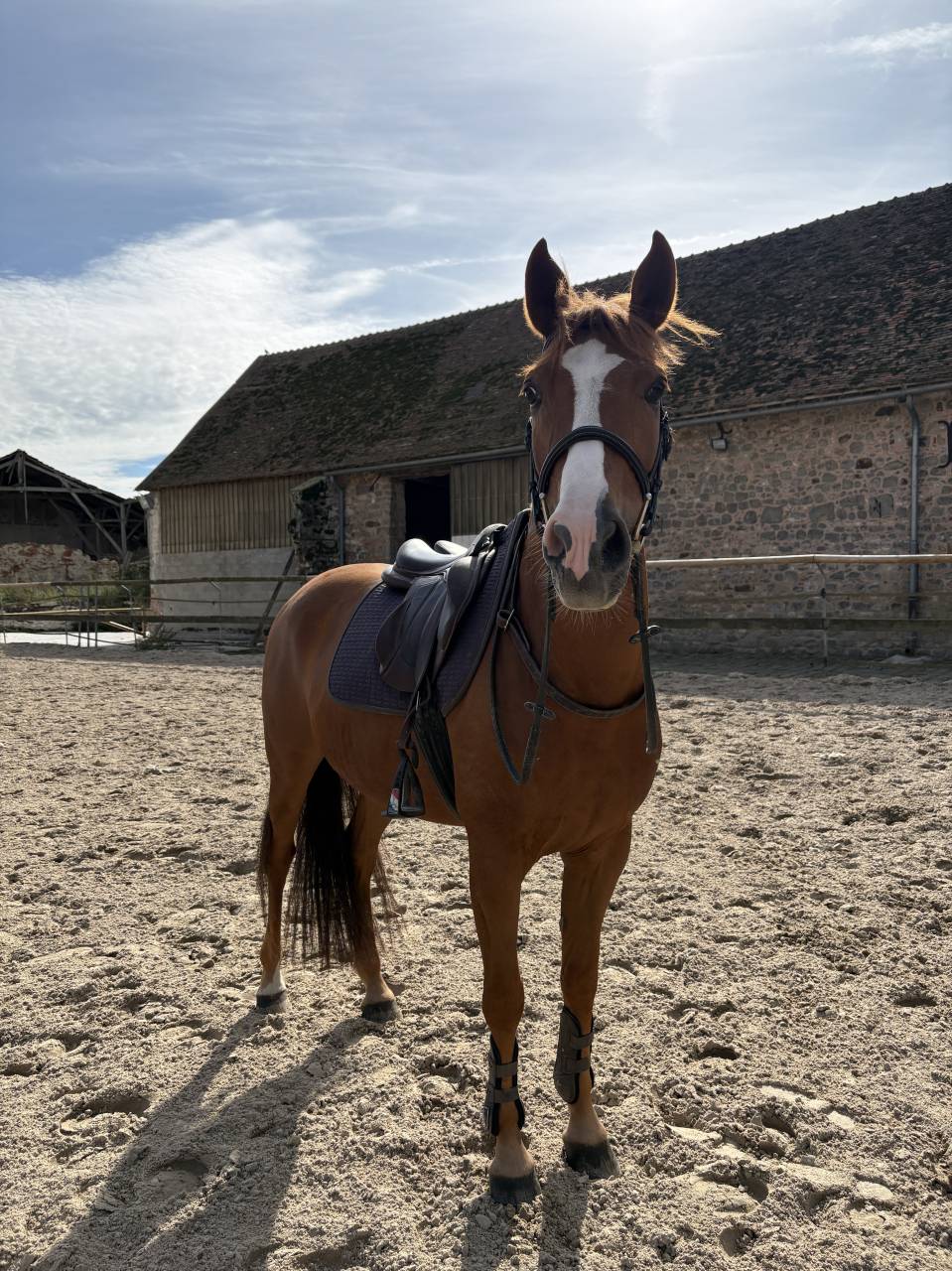 Poney à vendre 