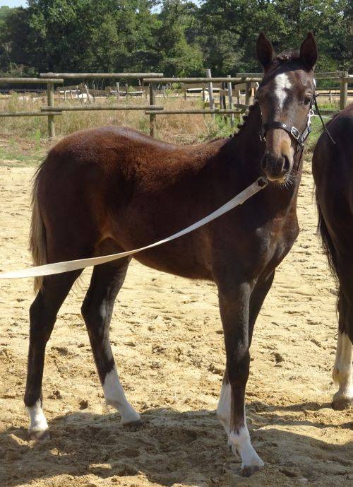 A VENDRE PRUDE DU TIGRE CELTE