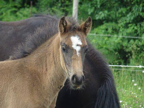 A VENDRE PRUDE DU TIGRE CELTE