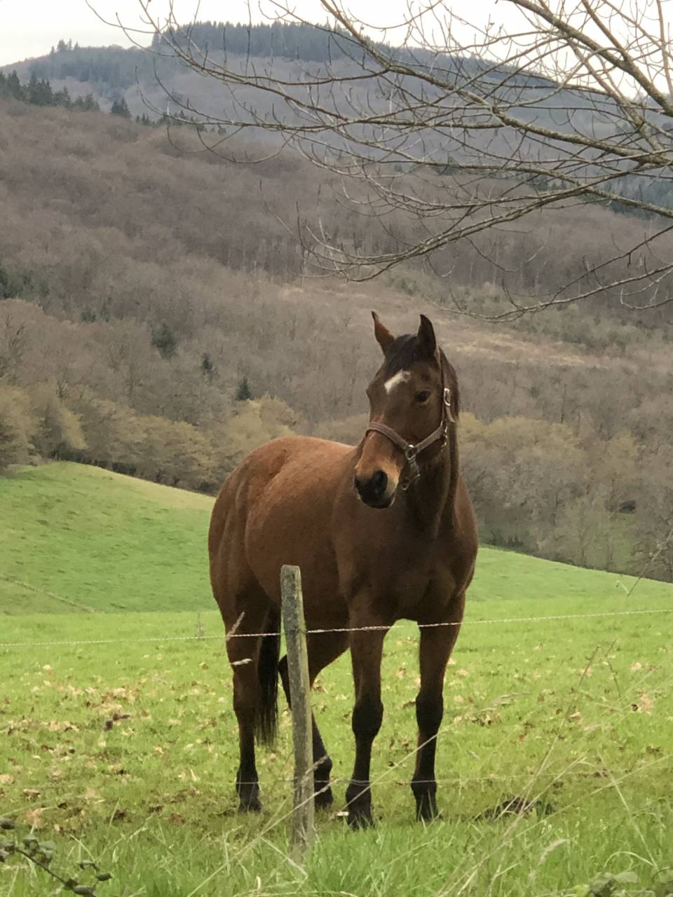 Jument Pur-sang anglaise 