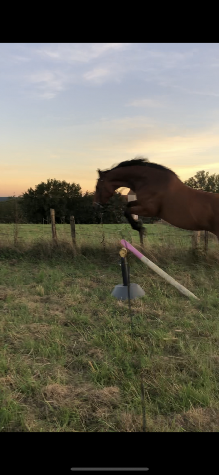 Jument Pur-sang anglaise 