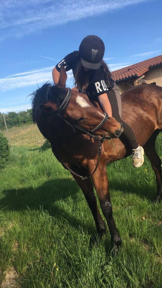 Jument Pur-sang anglaise 