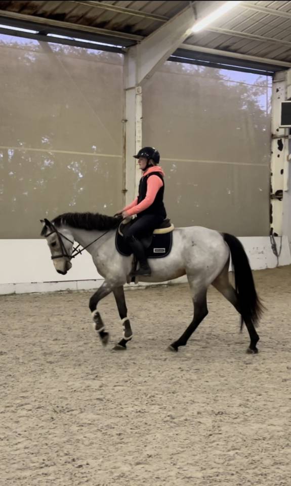 Jument Plein papier Irish Sporting