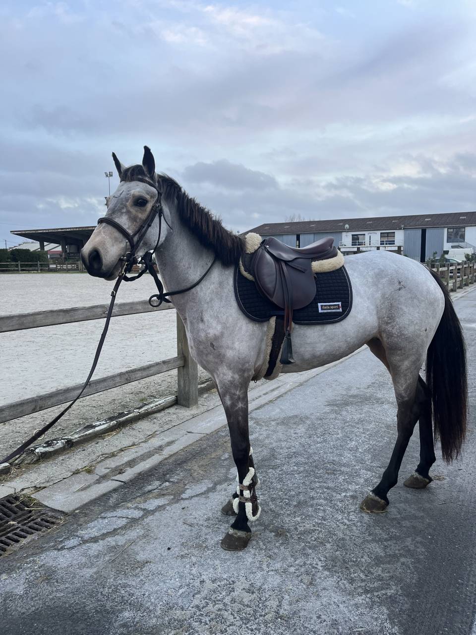 Jument Plein papier Irish Sporting