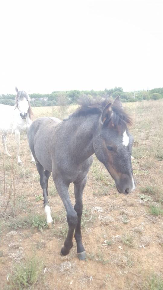 Superbe pouliche Barbe X Esp