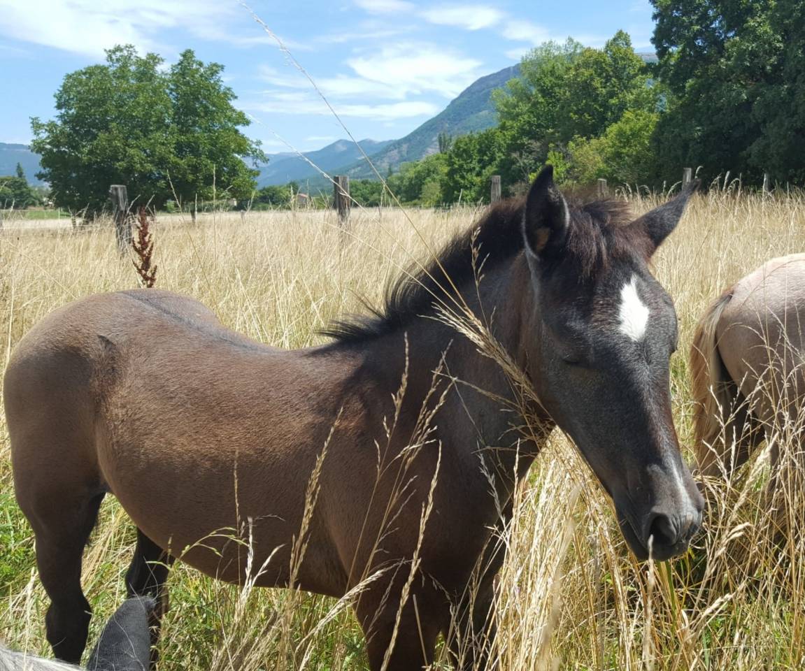 Superbe pouliche Barbe X Esp
