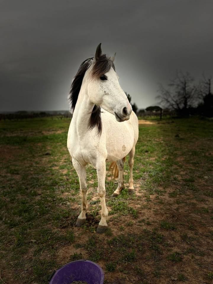Superbe pouliche Barbe X Esp