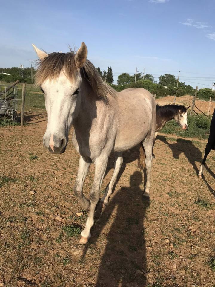 Superbe pouliche sport WELSH X Barbe