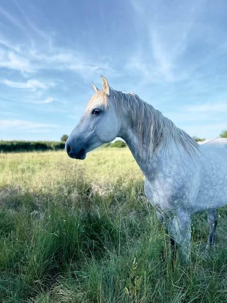 Superbe pouliche sport WELSH X Barbe