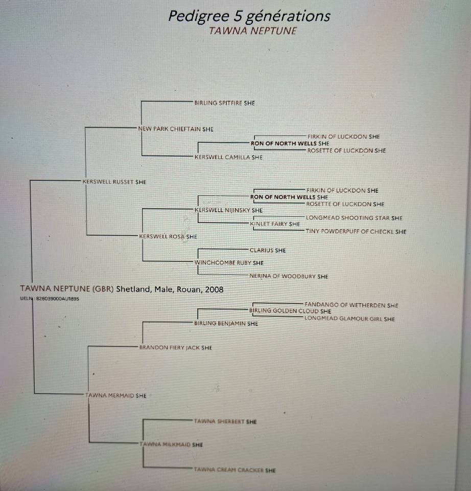Tawna Neptune - Shetland PP ( GBR ) 