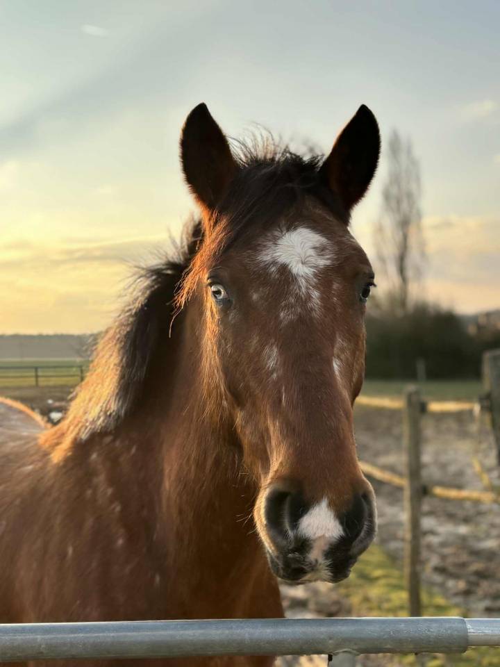 Cheval &agrave; vendre pour &eacute;thologie 