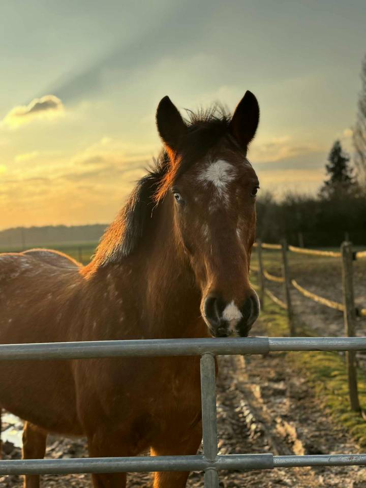 Cheval &agrave; vendre pour &eacute;thologie 