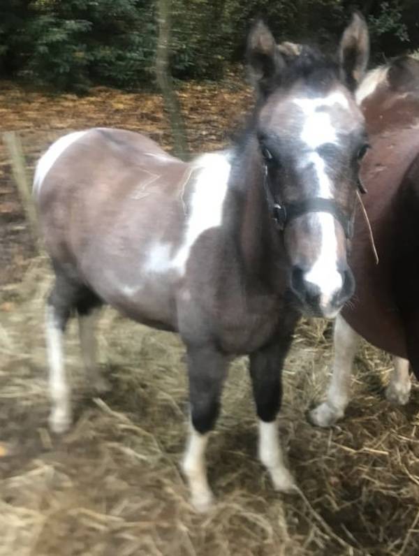 2 poulains OC de 2025