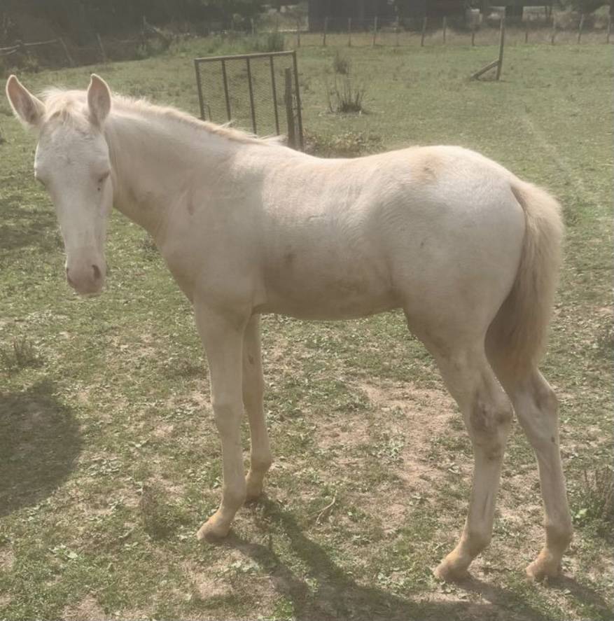 2 poulains OC de 2025