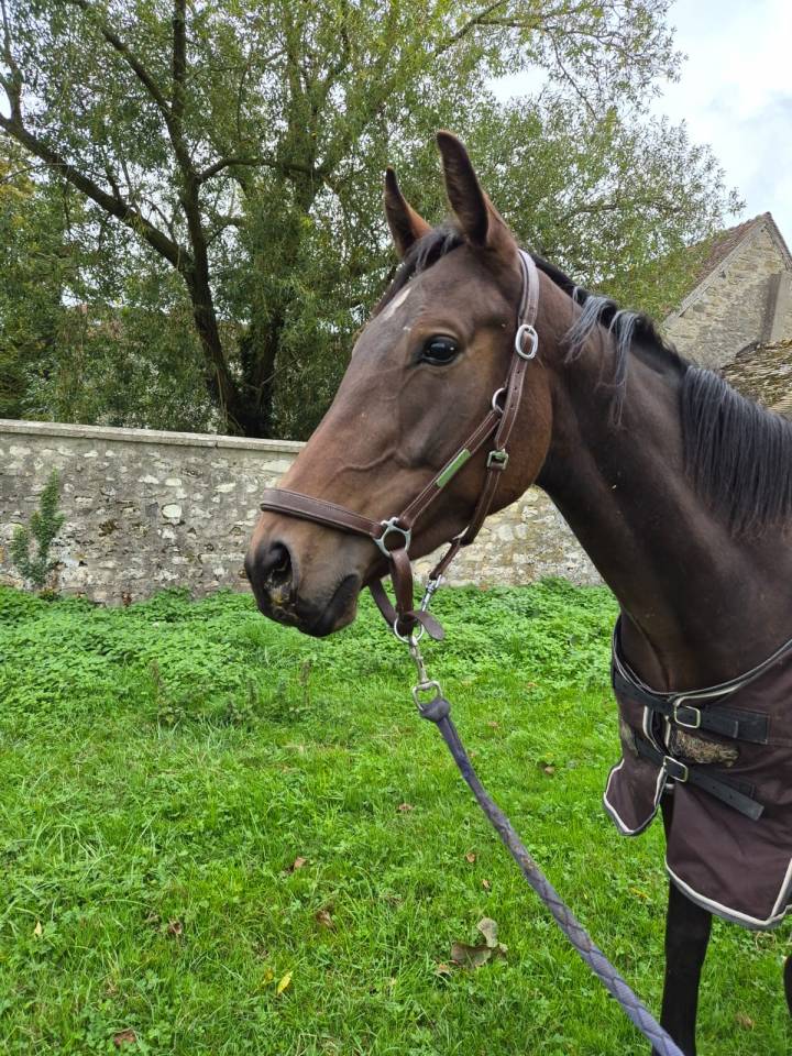 Hongre PS de 3,5 ans 