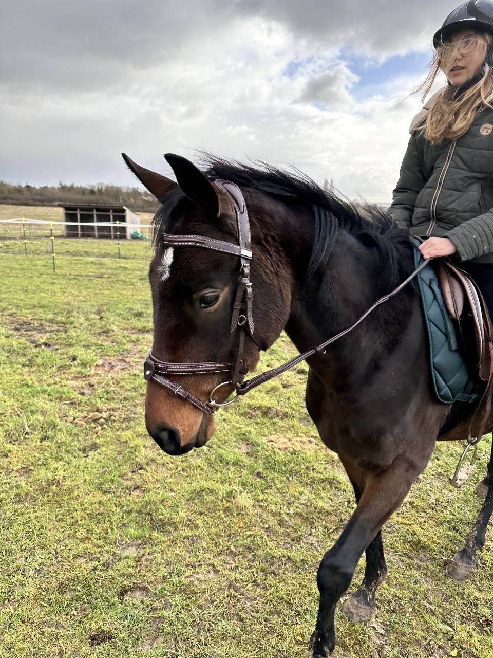 Hongre PS de 3,5 ans 