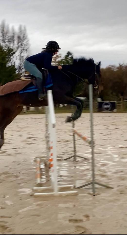 Magnifique Pur Sang 3,5 ans 