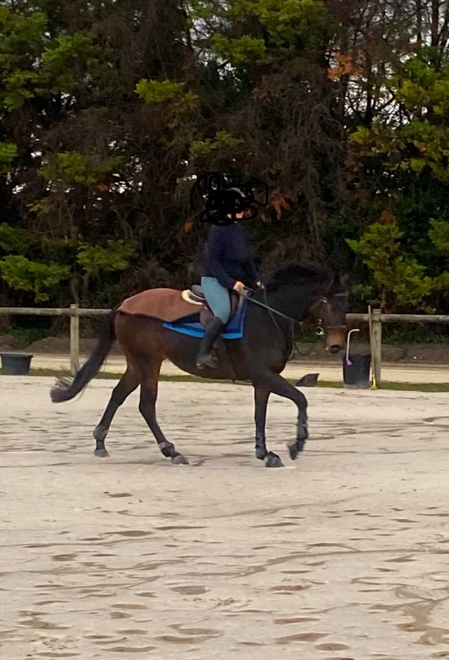 Magnifique Pur Sang 3,5 ans 