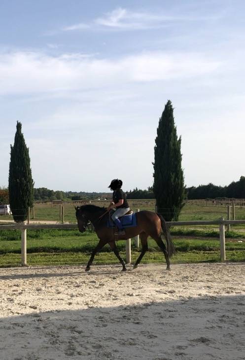 Magnifique Pur Sang 3,5 ans 