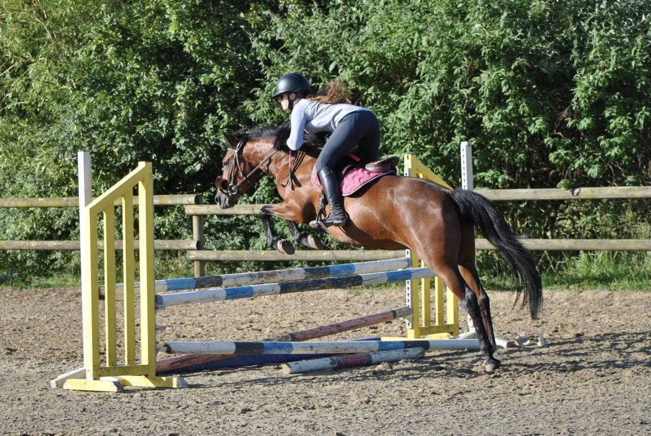 Ponette, New Forest de 5 ans