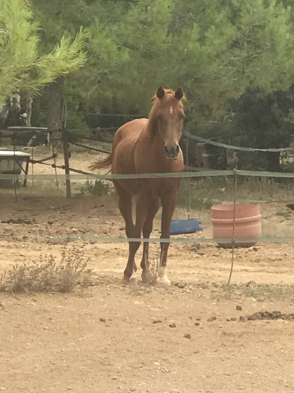 Donne pur sang arabe