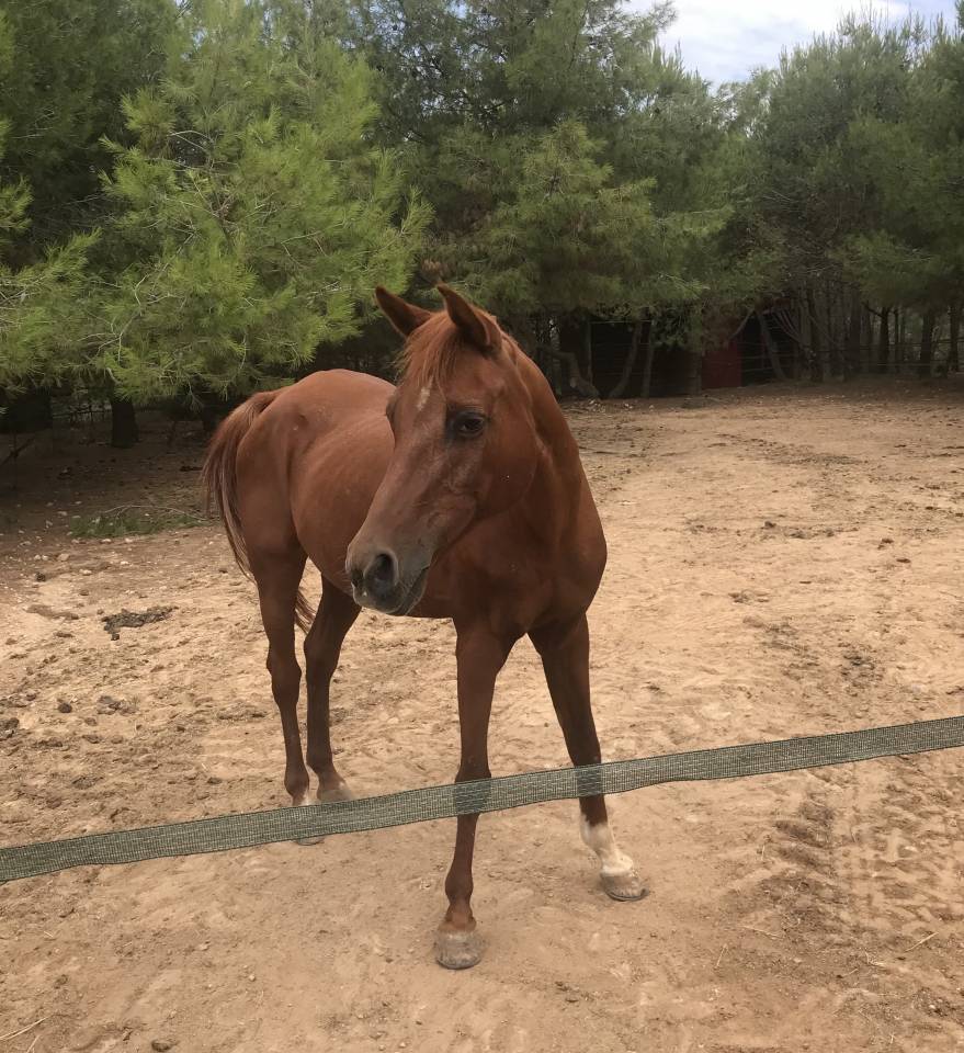 Donne pur sang arabe