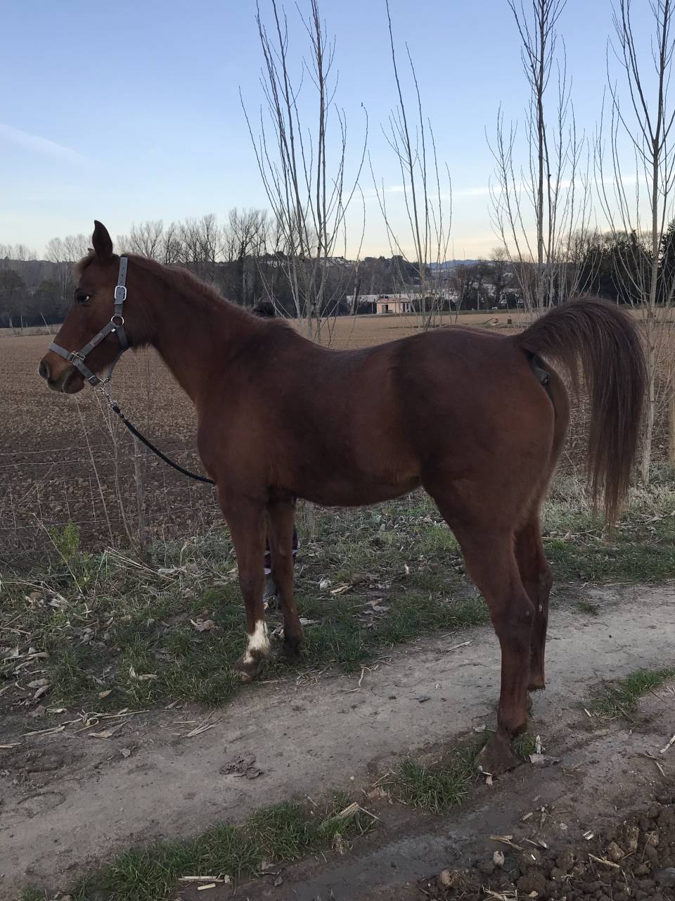 Donne pur sang arabe