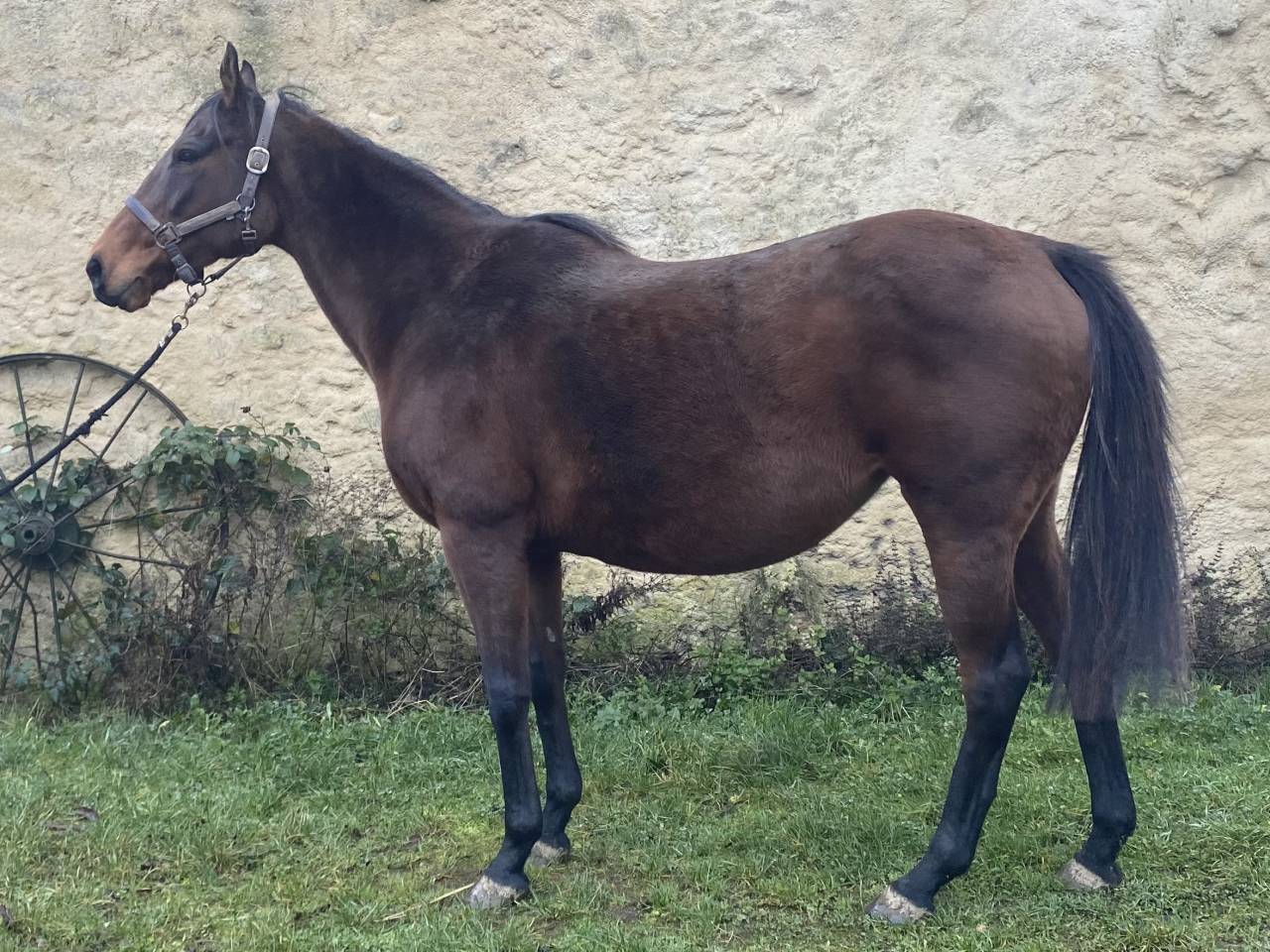 Donne jument PS pleine de SEALIWAY 