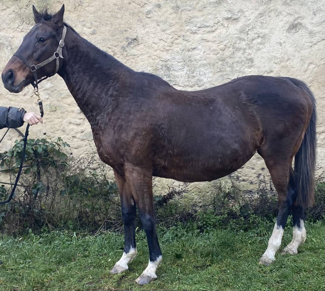 Jument PS pleine de THUNDER MOON