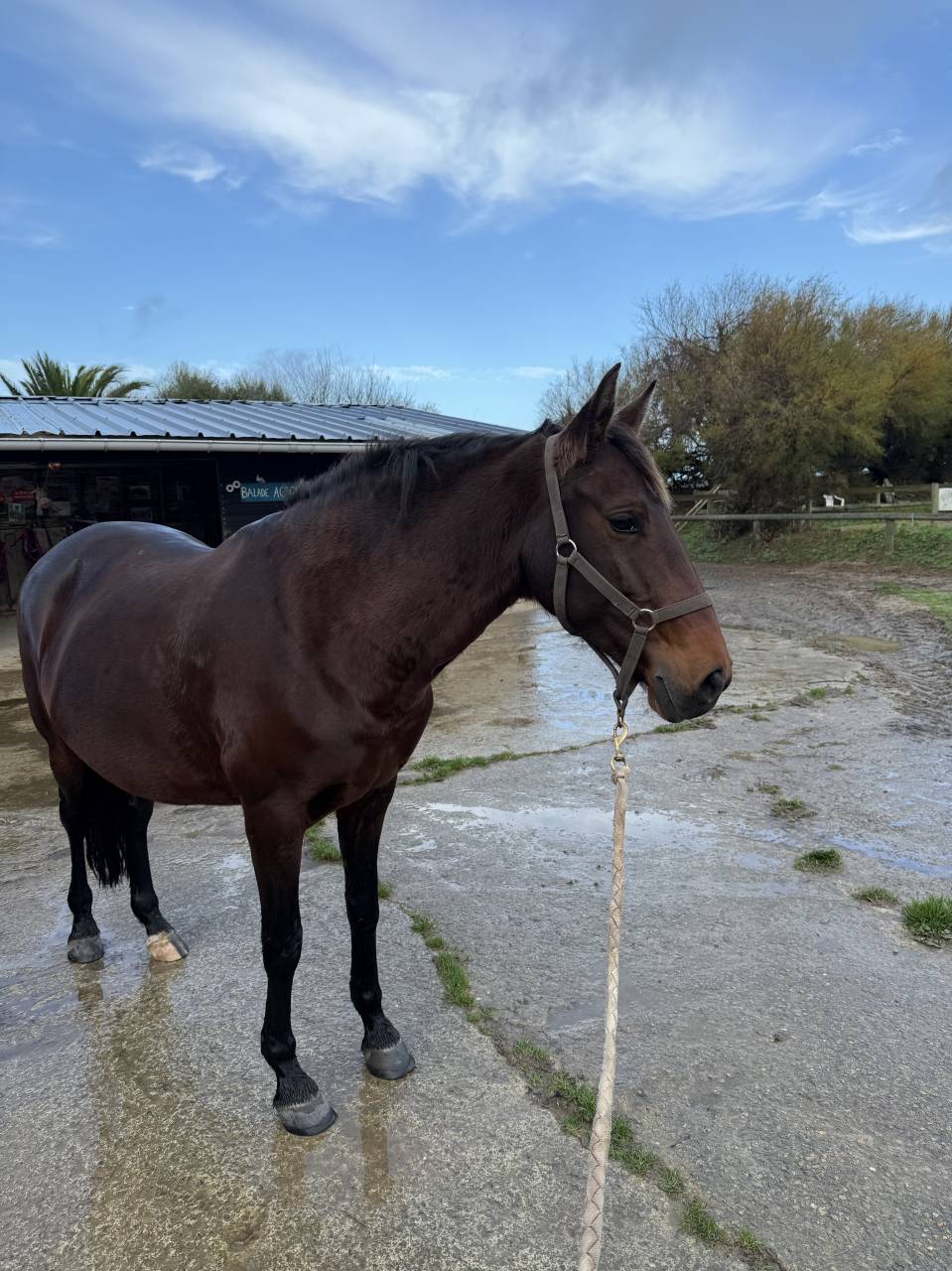 Jument lusitanienne 9 ans 