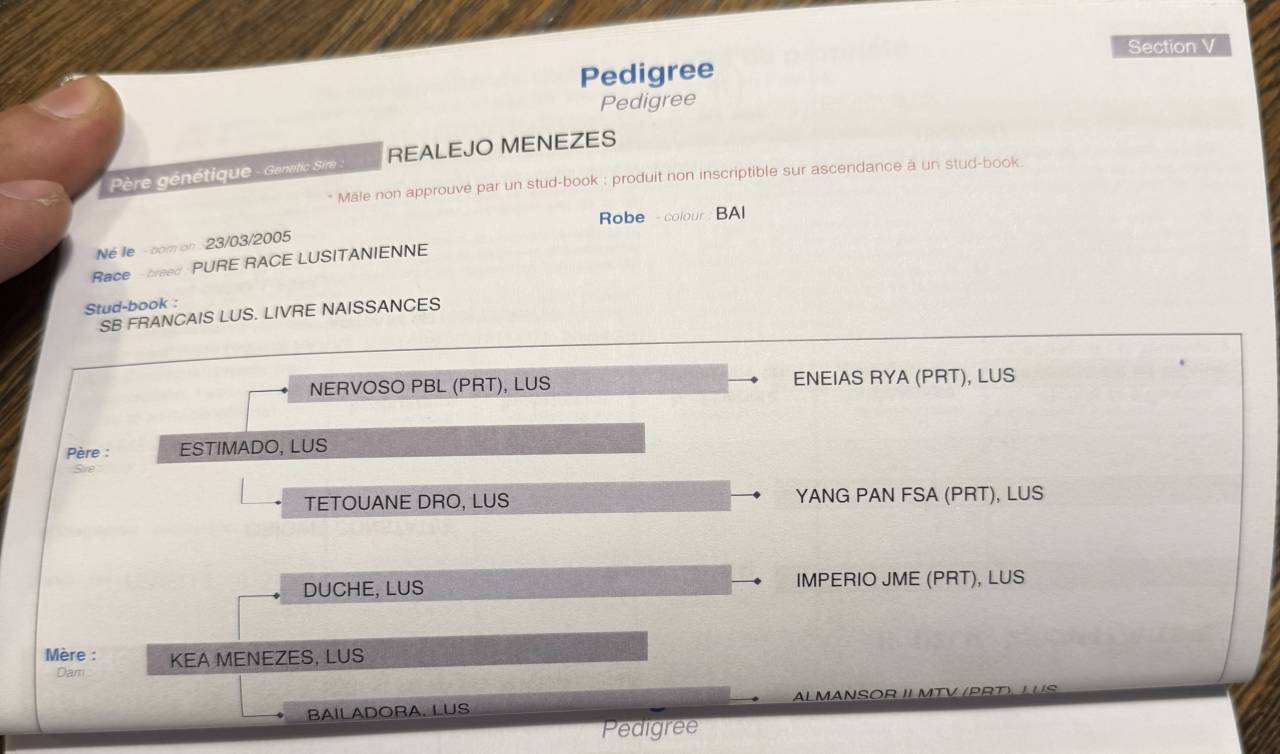 Jument lusitanienne 9 ans 